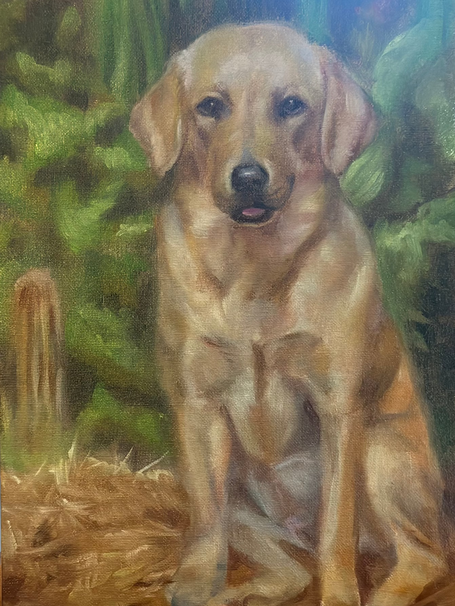 Western Yellow Lab 12x9